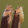 Latest City Bug Scare: Termites!
